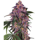 SENSI SEEDS - SENSI PURPLE KUSH FEM - 3 SEEDS