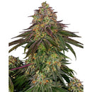 SENSI SEEDS - SWEET CHERRY KUSH FEM - 1 SEED