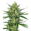 SENSI SEEDS - TANGERINE SUGAR FEM - 3 SEEDS