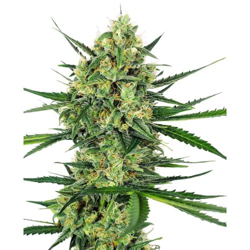 SENSI SEEDS - TANGERINE SUGAR FEM - 5 SEEDS