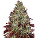 WHITE LABEL - WHITE CHEESE FEM - 1 SEED