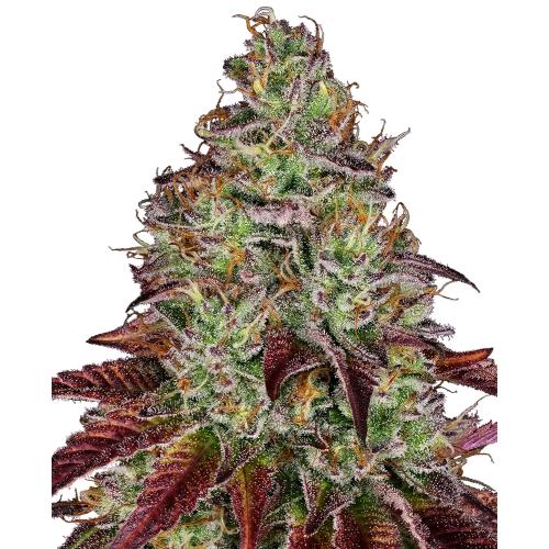 SENSI SEEDS - TEZLA OG FEM - 3 SEEDS