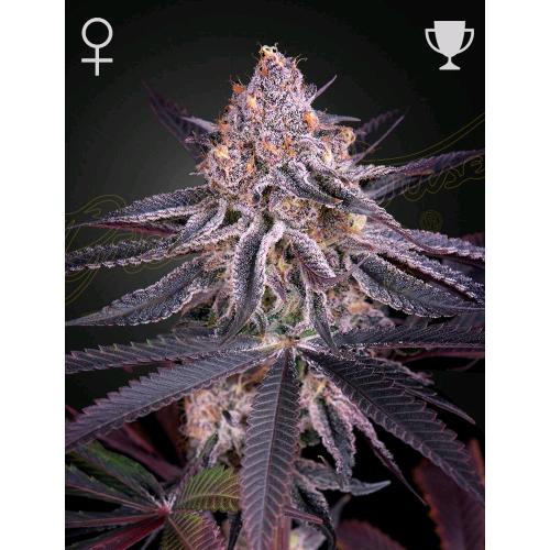 GREEN HOUSE - KING'S JUICE AUTO - 10 SEEDS