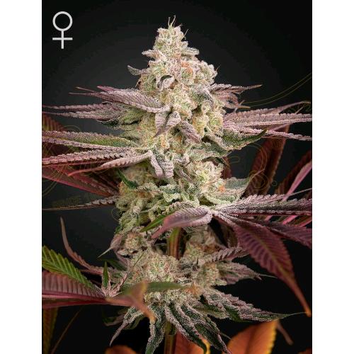 GREEN HOUSE - CHEMICAL BRIDE - 3 SEEDS