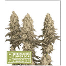 NEW - SEED STOCKERS - MACK & CRACK FEM - 3 SEEDS