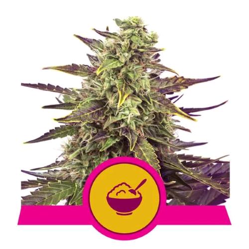 ROYAL QUEEN SEEDS - WEDDING CAKE FEM - 3 SEED - USA PREMIUM