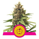 ROYAL QUEEN SEEDS - APPLE FRITTER FEM - 5 SEEDS - USA PREMIUM
