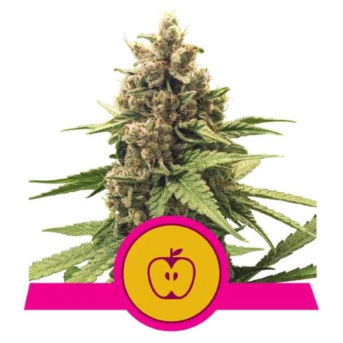 ROYAL QUEEN SEEDS - APPLE FRITTER FEM - 10 SEEDS - USA PREMIUM