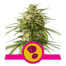 ROYAL QUEEN SEEDS - GUSHERS FEM - 1 SEED - USA PREMIUM
