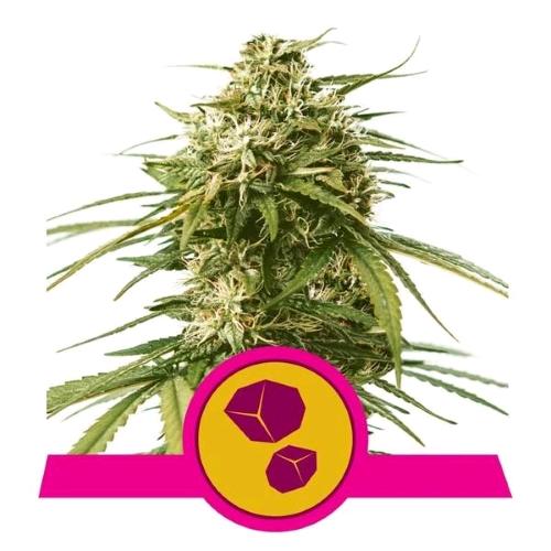 ROYAL QUEEN SEEDS - GUSHERS FEM - 10 SEEDS - USA PREMIUM