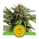 ROYAL QUEEN SEEDS - APPLE FRITTER AUTO - 1 SEED - USA PREMIUM
