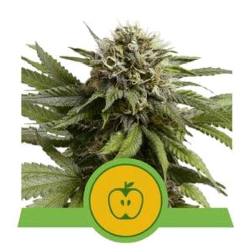 ROYAL QUEEN SEEDS - APPLE FRITTER AUTO - 10 SEEDS - USA PREMIUM