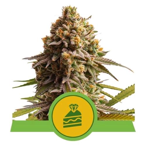 NEW - ROYAL QUEEN SEEDS - CHERRY PIE AUTO - 7 SEEDS