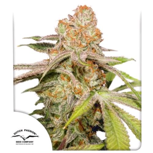 DUTCH PASSION - AUTO MAC