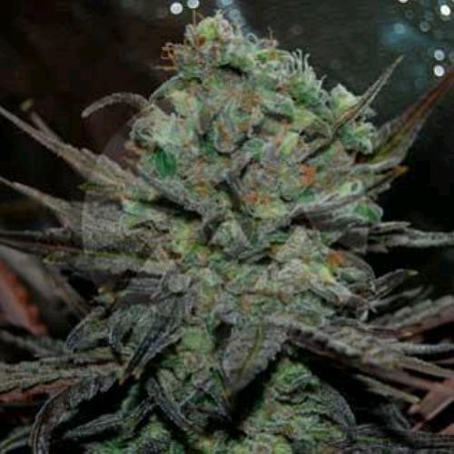 DELICIOUS SEEDS - ELEVEN ROSES AUTO - 10 SEEDS
