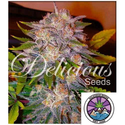 DELICIOUS SEEDS - CARAMELO FEM - 1 SEED