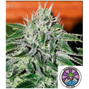 DELICIOUS SEEDS - CRITICAL JACK HERER FEM - 3 SEEDS