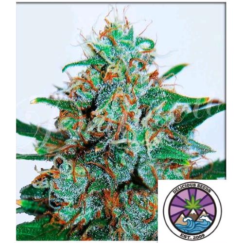 DELICIOUS SEEDS - CRITICAL NEVILLE HAZE AUTO - 5 SEEDS