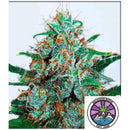 DELICIOUS SEEDS - CRITICAL NEVILLE HAZE AUTO - 1 SEEDS