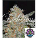 DELICIOUS SEEDS - CRITICAL NEVILLE HAZE 2.0 FEM - 3 SEEDS