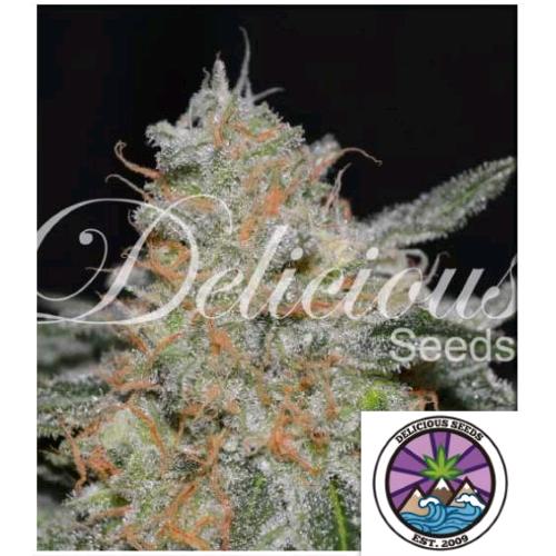 DELICIOUS SEEDS - CRITICAL NEVILLE HAZE 2.0 FEM - 5 SEEDS