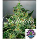 DELICIOUS SEEDS - CRITICAL JACK HERER AUTO - 3 SEEDS