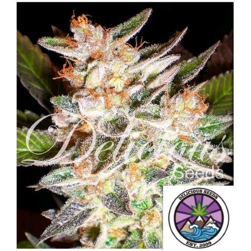 DELICIOUS SEEDS - DELICIOUS CANDY AUTO - 3 SEEDS