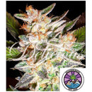 DELICIOUS SEEDS - DELICIOUS CANDY AUTO - 5 SEEDS