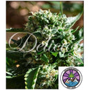 DELICIOUS SEEDS - IL DIAVOLO AUTO - 1 SEEDS