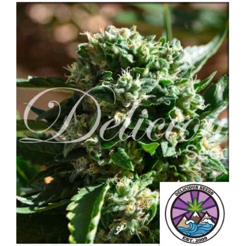 DELICIOUS SEEDS - IL DIAVOLO AUTO - 3 SEEDS