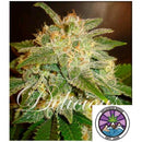 DELICIOUS SEEDS - LA BELLA AFRODITA AUTO - 3 SEEDS