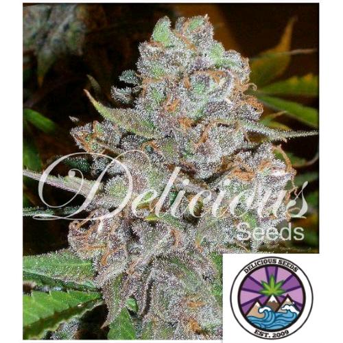 DELICIOUS SEEDS - LA DIVA AUTO - 1 SEEDS