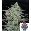 DELICIOUS SEEDS - MARMALATE FEM - 1 SEED