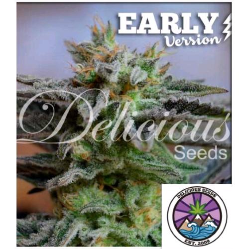DELICIOUS SEEDS - SUGAR BLACK ROSE - EARLY VERSION - 1 SEED