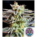 DELICIOUS SEEDS - SUGAR BLACK ROSE FEM - 10 SEEDS