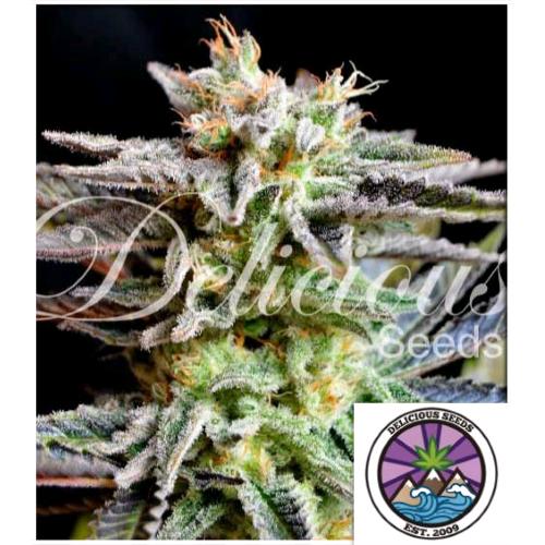 DELICIOUS SEEDS - SUGAR BLACK ROSE FEM - 10 SEEDS