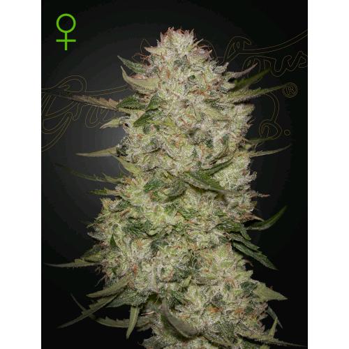 GREEN HOUSE - HIGHCLOUDZ AUTO - 10 SEEDS