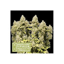 SEED STOCKERS - RUCU CUCU OG  AUTO - 100 SEEDS