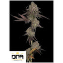 DNA GENETICS - DNA CAKE AUTO - 10 SEEDS