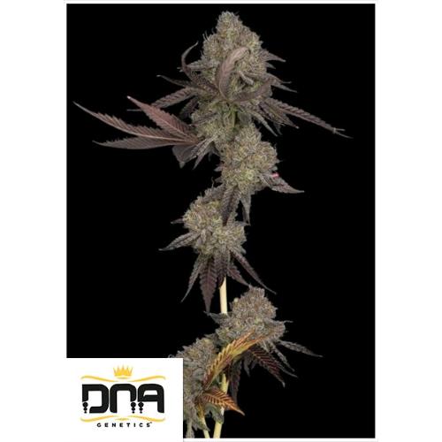 DNA GENETICS - DNA CAKE AUTO - 10 SEEDS