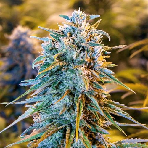 HUMBOLDT SEEDS - BLUE DREAM FEM - 10 SEEDS