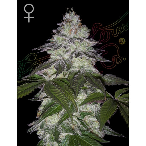 GREEN HOUSE - MILKY DREAMS FEM - 3 SEEDS