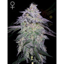 GREEN HOUSE - NORI CAKE FEM - 3 SEEDS