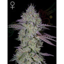 GREEN HOUSE - TARTE TATIN FEM - 1 SEED