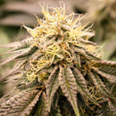 HUMBOLDT SEEDS - SUNDOGZ FEM - 10 SEEDS