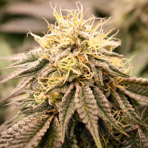 HUMBOLDT SEEDS - SUNDOGZ FEM - 5 SEEDS