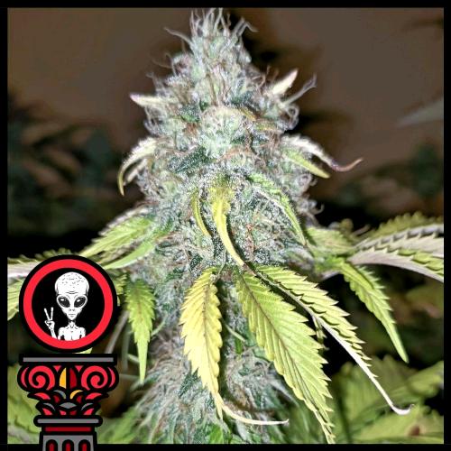 DOMUS SEEDS - ALIEN CHOCOLATE EXPRESS AUTO - 3 SEEDS