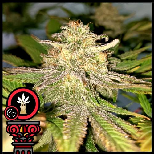 DOMUS SEEDS - AUTO COOKIES - 3 SEEDS