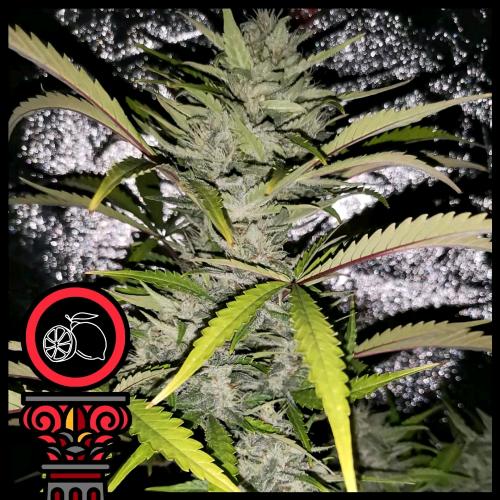DOMUS SEEDS - AUTO LEMON HAZE - 3 SEEDS