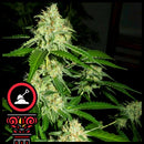 DOMUS SEEDS - AUTO OREGON BUD - 3 SEEDS